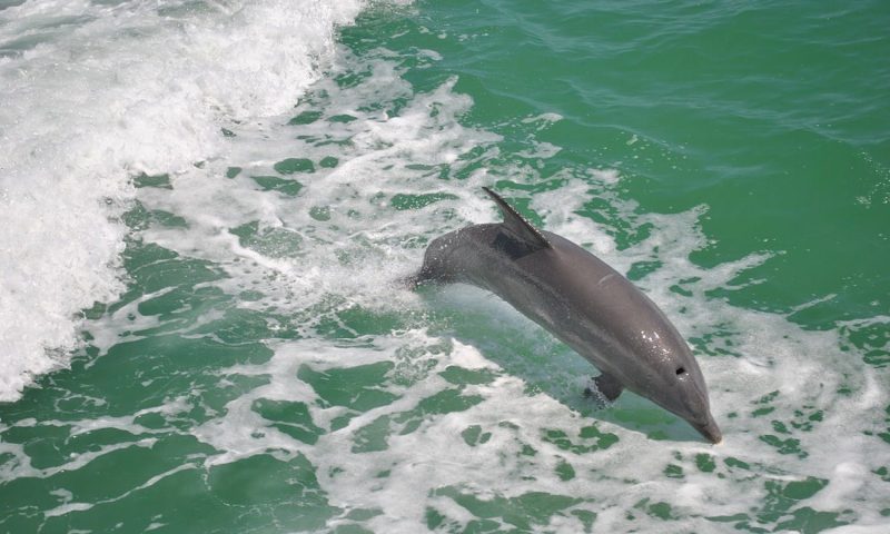 dolphin island 4
