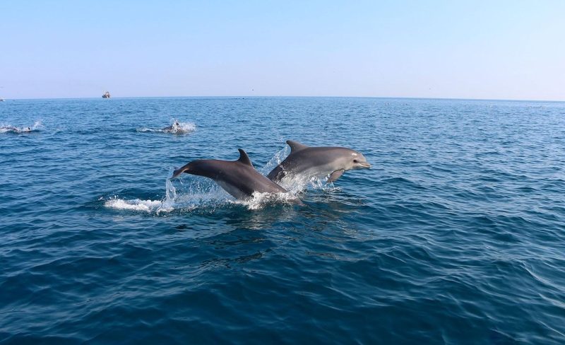 dolphin island 9