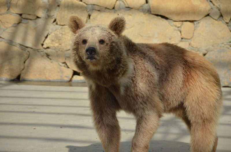 pink panter safari 10